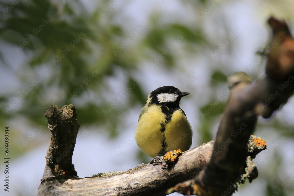 Fototapeta premium Kohlmeise (Parus major)