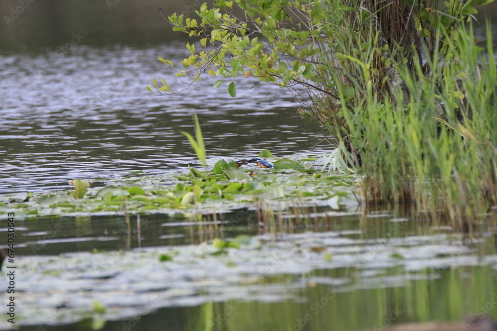 Fototapeta premium Eisvogel (Alcedo atthis)