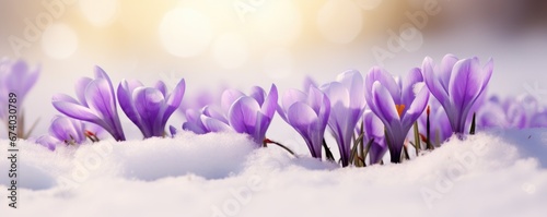 purple spring crocus flowers in the snow, sunlit