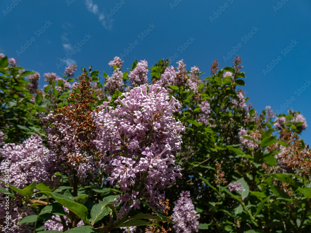 Close-up of the Royalty Lilac (Syringa prestoniae 'Royalty' flowering with two-toned purple flowers in a park