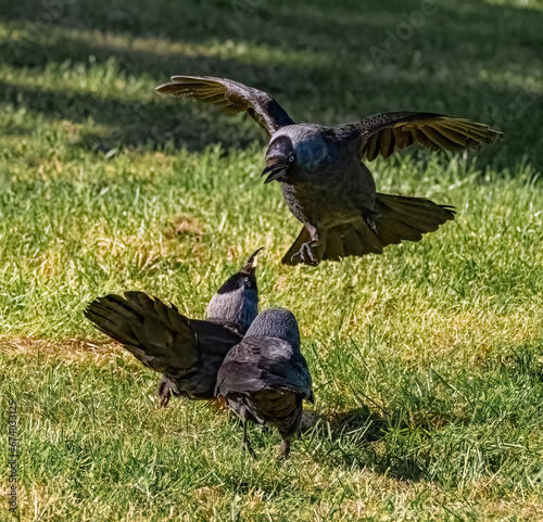 Fototapeta Squabbling jackdaws