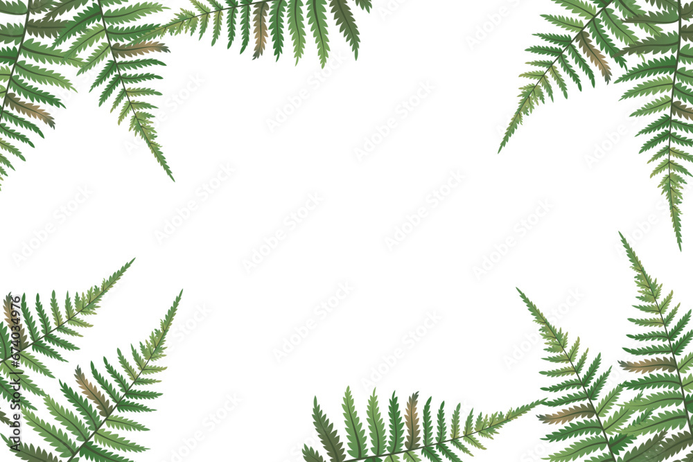 Fern frond frame. Polypodiophyta plant leaves decoration on white background. Detailed bracken fern drawing, tropical forest herbs, fern frond grass card frame border.Vector.