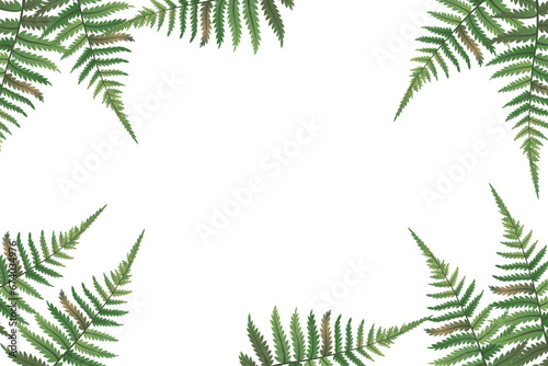 Fern frond frame. Polypodiophyta plant leaves decoration on white background. Detailed bracken fern drawing, tropical forest herbs, fern frond grass card frame border.Vector. photo
