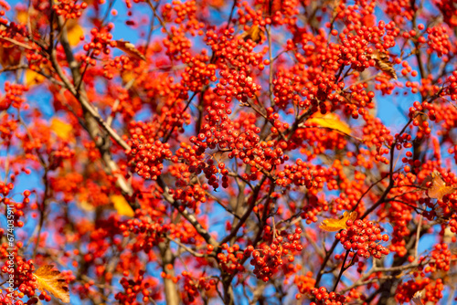 Slika na platnu red fall rowanberry branch