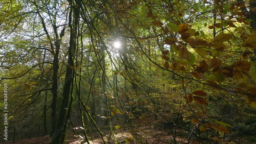 Low slow drone revealing beautiful autumnal british woodland with sun shining through