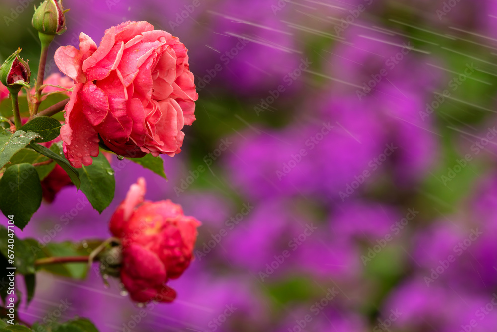 Obraz premium Drops of water on pink roses and spray on floral nature background taken at Rose Garden of Queen Elizabeth Park, British Columbia
