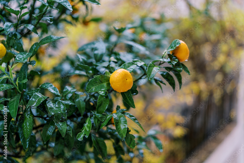 Raindrops on a tangerine tree in a garden with ripe fruits