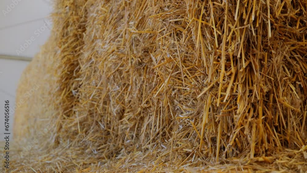 Square Hay Bales Stacked In hangar on the farm Square Hay Bales Stacked In hangar on the farm