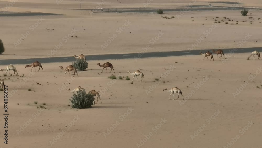 Aerial video of camels walking in the deserts of Dubai Aerial video of camels walking in the deserts of Dubai