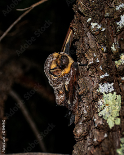 a close up of a bat resting on a tree