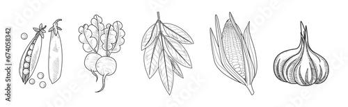 Sketch Garden Vegetable and Fresh Agricultural Crop Vector Set