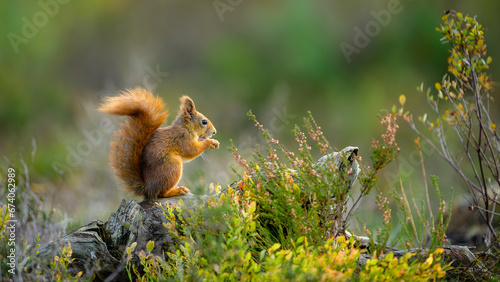Foto Cute Norwegian Red squirrel (Sciurus vulgaris) in forest