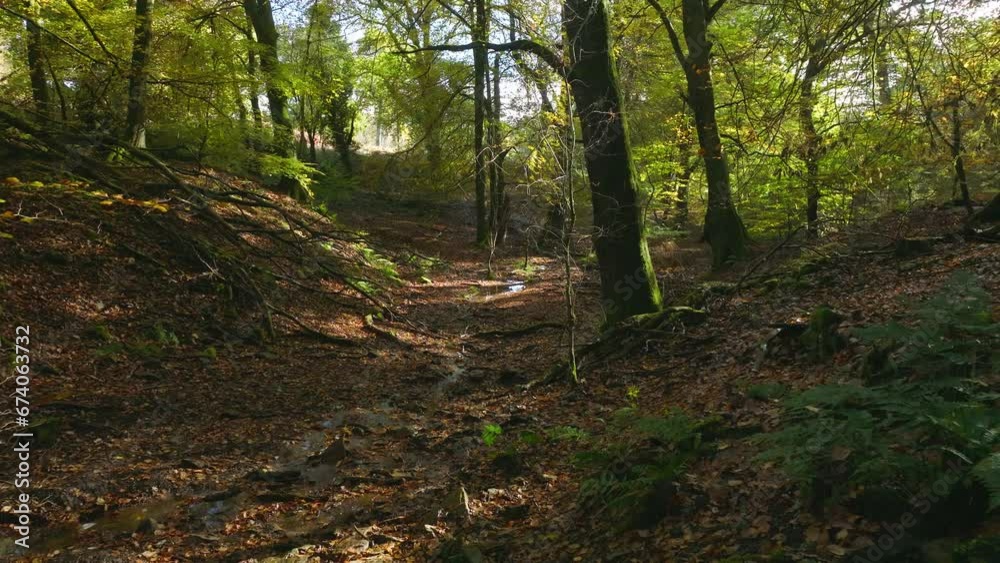 Low slow drone revealing beautiful autumnal british woodland with sun shining through Low slow drone revealing beautiful autumnal british woodland with sun shining through