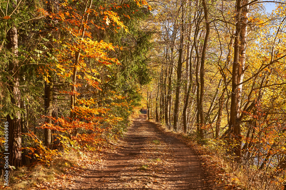 Obraz premium Landscape picture of old forest path or country road in the sunny autumn day with bright and sharp sun light during leaves falling season. Along the road are trees with beautiful and colourful leaves.