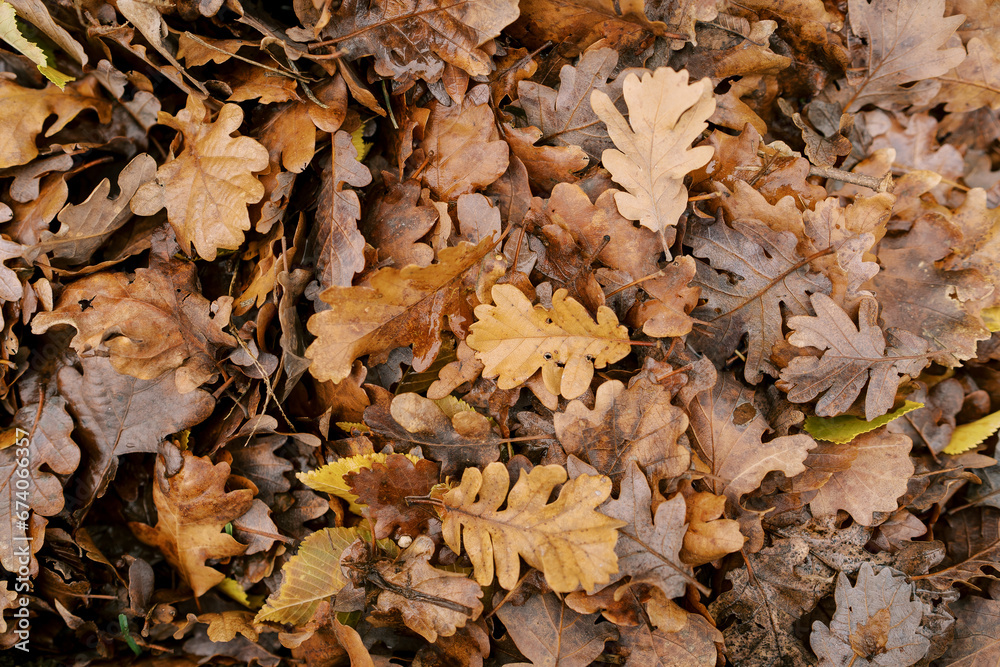 Dry brown oak leaves lie on the ground