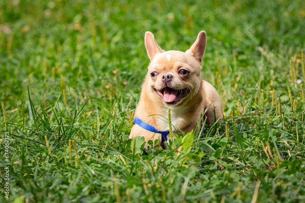 Chihuahua dog playing on a green field..
