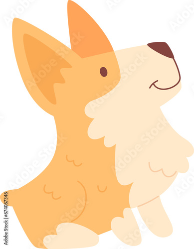 Corgi Dog Sitting