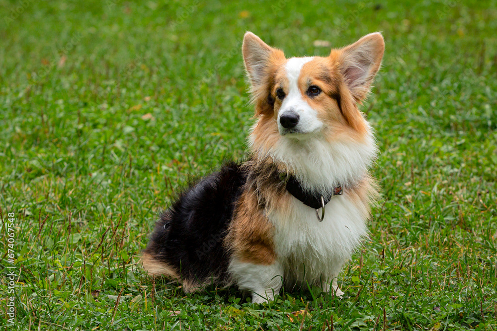 Corgi dog sits on the grass. Walking a Pembroke Corgi Dog