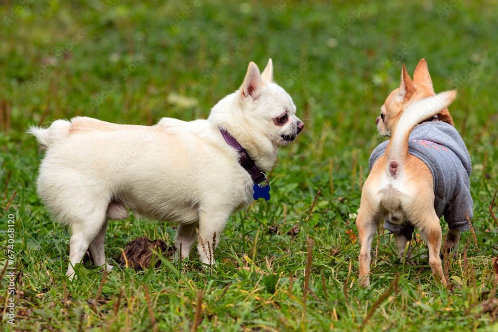 Two Chihuahua dogs play on a green field.