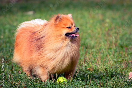 Pomeranian walks on a green lawn on a sunny day..  © Andrey