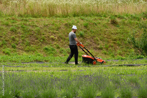 A lavender field and a gardener mowing the grass and taking care of the lavender field.