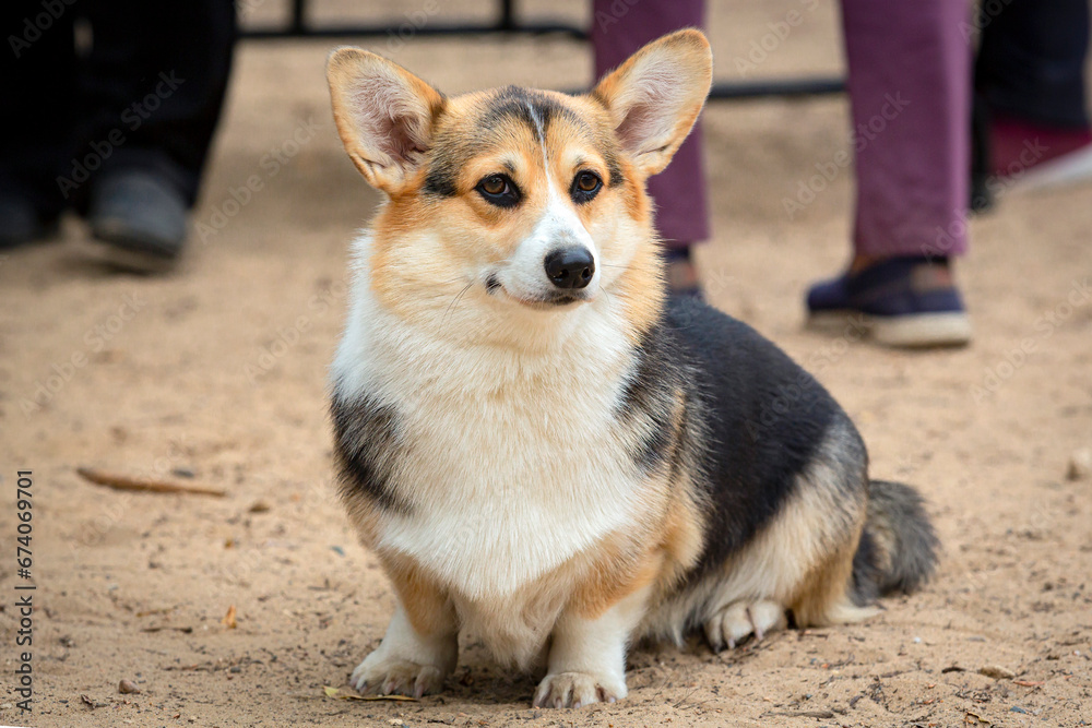 Corgi dog at a dog show. Walking a Pembroke Corgi Dog Corgi dog at a dog show. Walking a Pembroke Corgi Dog
