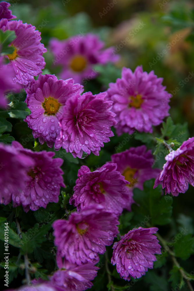 flowers in the garden