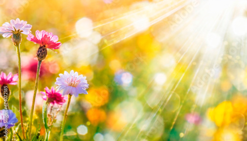 Colorful flower meadow with sun rays and bokeh lights in summer - natural background. AI Generated