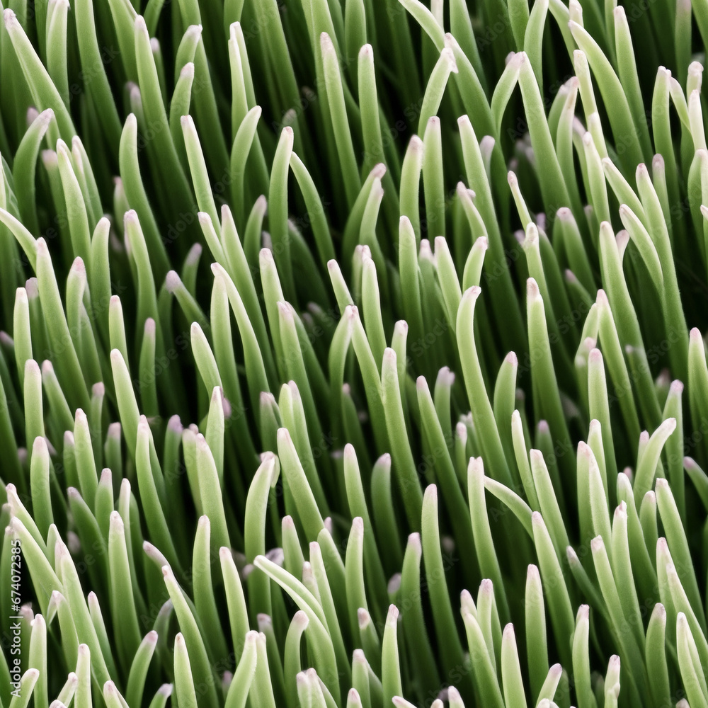 Obraz premium grass texture