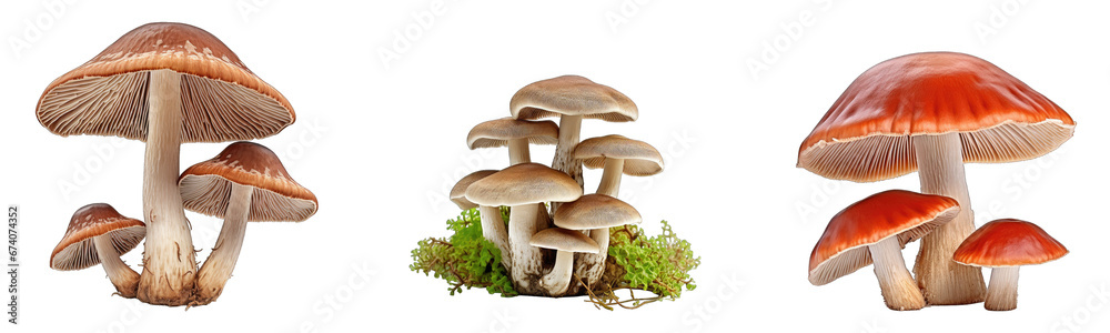 Collection of forest mushrooms on a white or transparent background generative ai