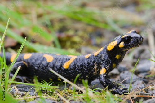 Salamandra salamandra aka fire salamander in his habitat in early autumn. Walking on the muddy road. Czech republic nature.