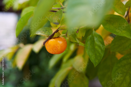 Ripe persimmon peeks out among the dense green foliage of a tree
