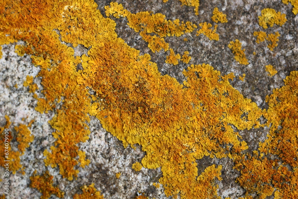 lichen on the stone lichen on the stone