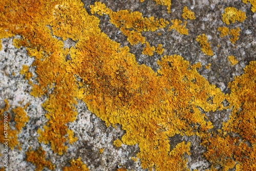 lichen on the stone