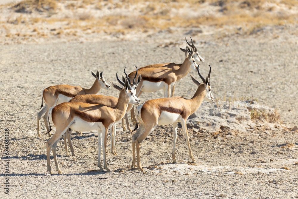 Side view of group of young springboks walking in arid field, Etosha National Park, Namibia Side view of group of young springboks walking in arid field, Etosha National Park, Namibia