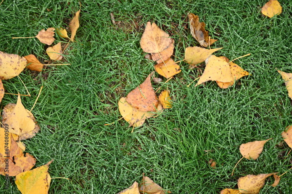 yellow fallen leaves of poplar, yellow brown leaves on a green background yellow fallen leaves of poplar, yellow brown leaves on a green background