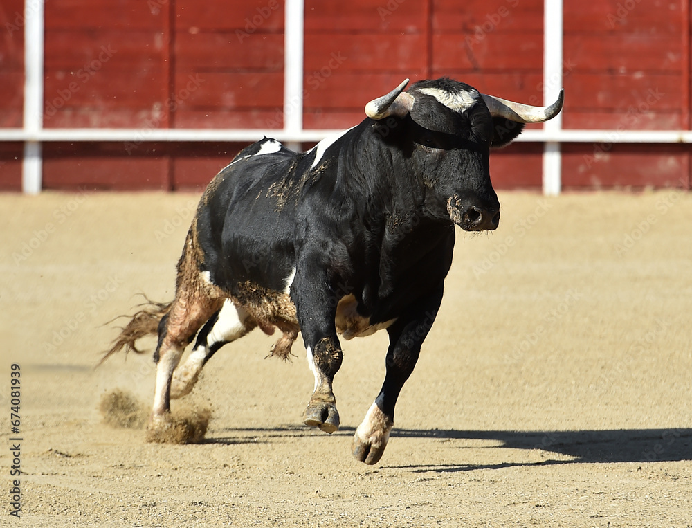 strong bull with big horns in a traditional spectacle of bullfight on spain strong bull with big horns in a traditional spectacle of bullfight on spain
