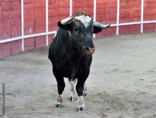 un toro español con grandes cuernos en españa