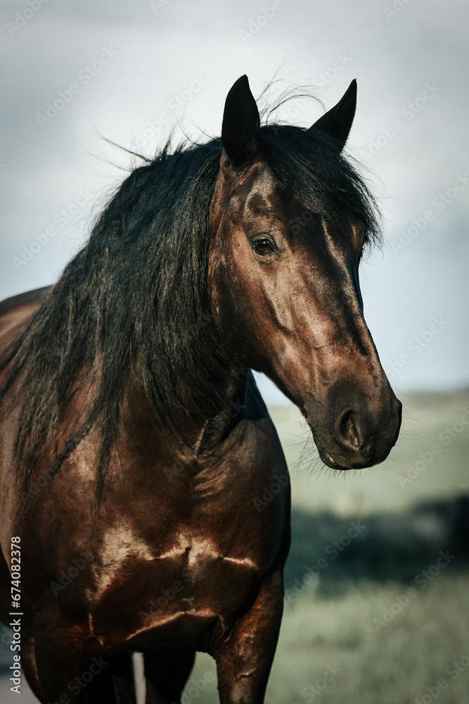 Obraz premium Black Murgese horse with long manes in the field