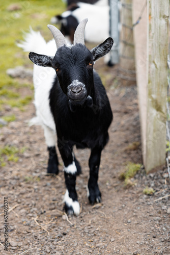 Portrait of a young captive black and white goat that is livestock on a farm