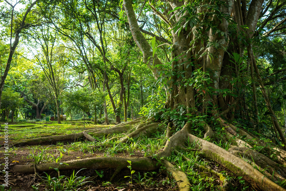 Enchanting Tropical Forest Landscape with Sunlight Filtering Through. Majestic tree roots spread across the verdant forest floor, showcasing nature's intricate beauty.