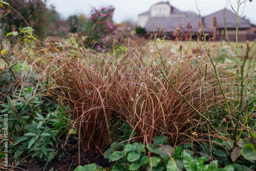 Bronze hair sedge. Carex growing in fall garden on flower border. New Zealand Hair Sedge photo