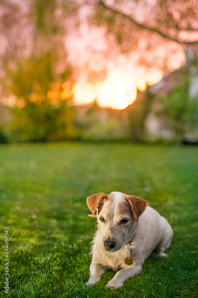 jack russell terrier is laying or sitting in a grass field douring a sunset jack russell terrier is laying or sitting in a grass field douring a sunset