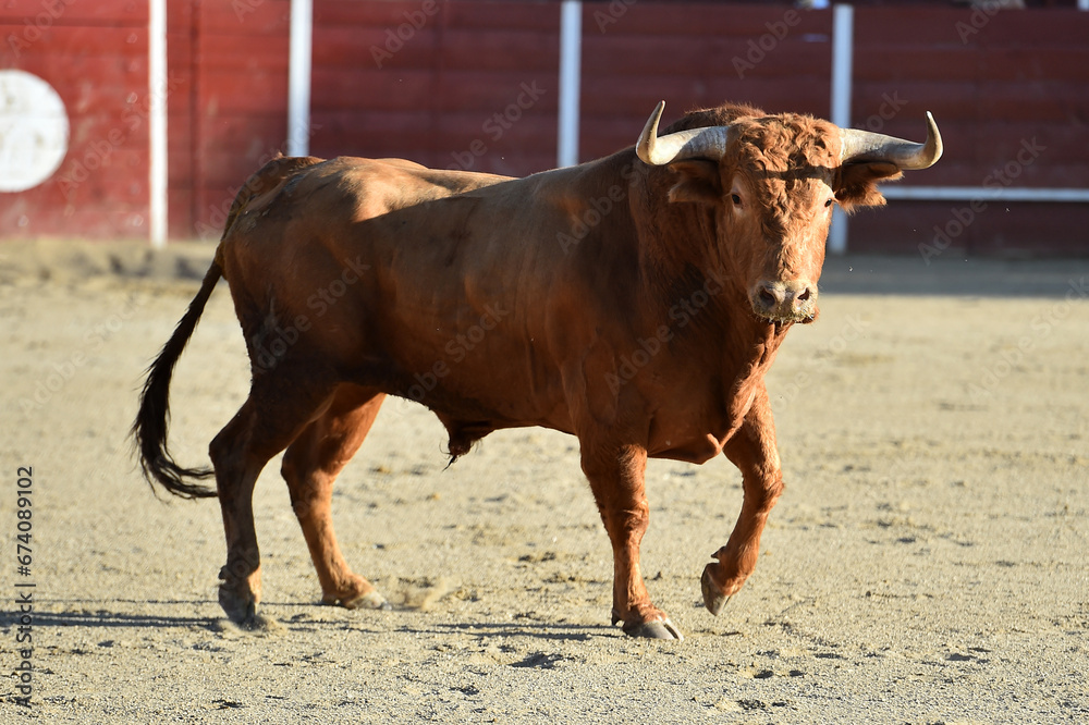 un toro español con grandes cuernos en españa un toro español con grandes cuernos en españa