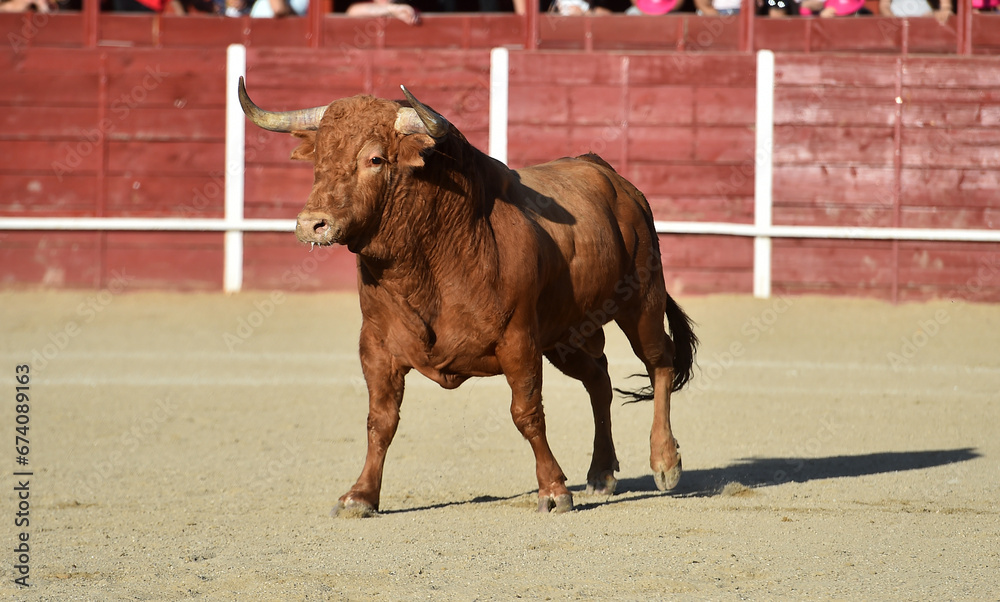un toro bravo español con grandes cuernos en un espectaculo taurino en españa un toro bravo español con grandes cuernos en un espectaculo taurino en españa