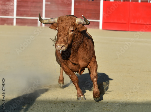 un toro español con grandes cuernos en españa