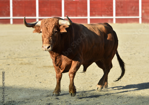 un toro bravo español con grandes cuernos en un espectaculo taurino en españa