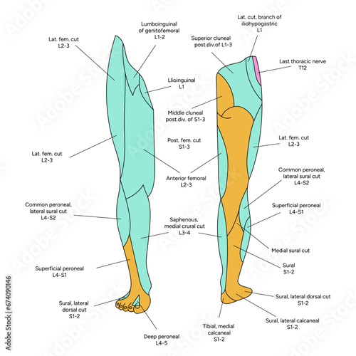 Location of the dermatomes