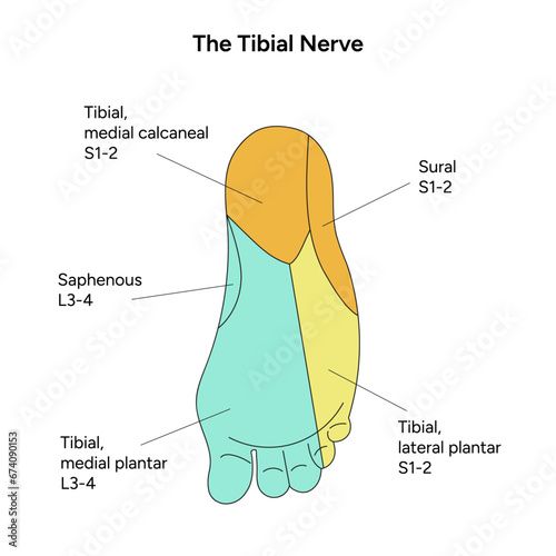 The tibial foot nerve photo