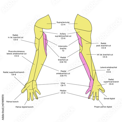 Location of the dermatomes